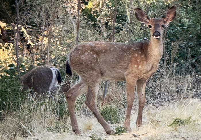 Deer