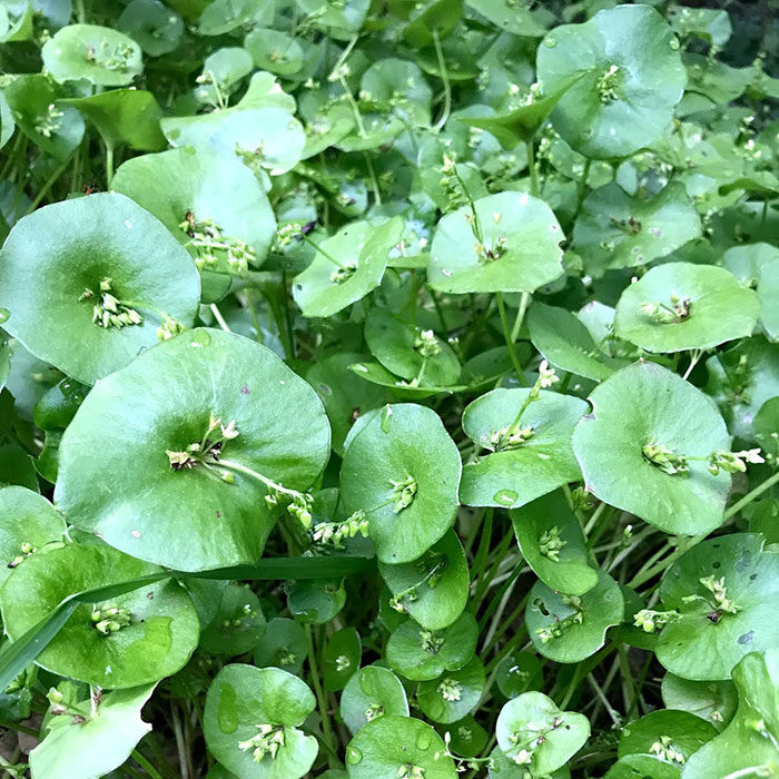Miners Lettuce