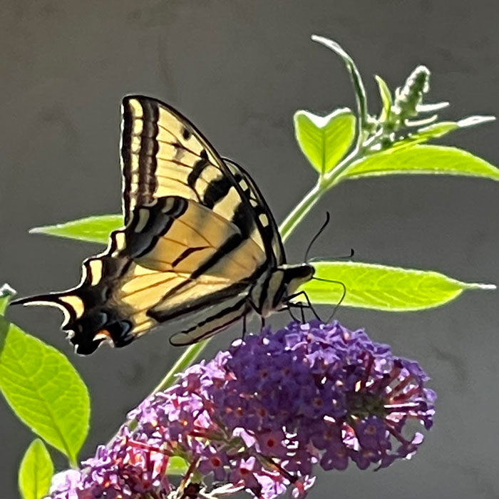 Western Swallowtail